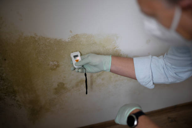 Best Mold Odor Removal Services  in Albany, LA